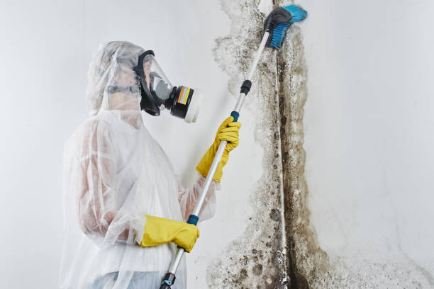 Crawl Space Mold Removal in Daleville, IN