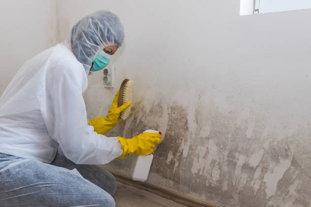 Best Mold Damage Repair  in Daleville, IN