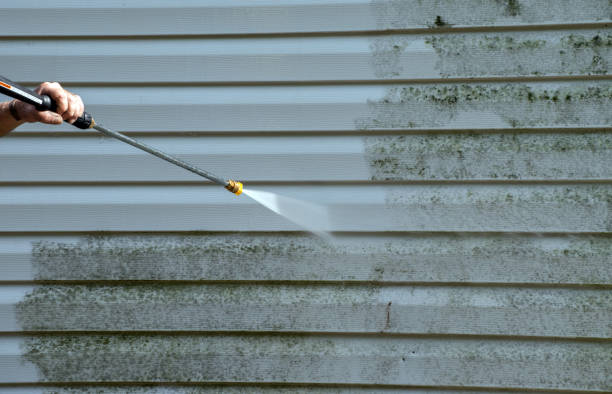 Best Commercial Mold Removal  in Daleville, IN