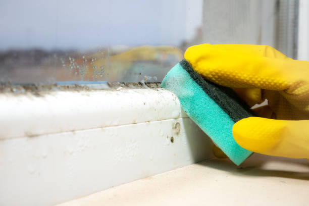 Best Toxic Mold Removal  in Daleville, IN