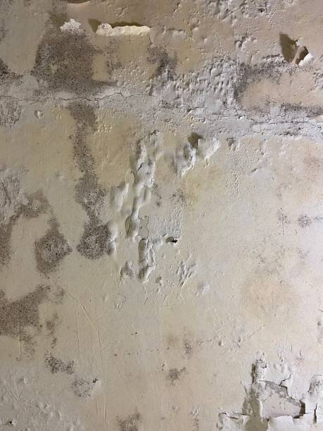 Best Local Mold Removal Service  in Daleville, IN