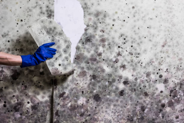 Best Emergency Mold Removal  in Daleville, IN