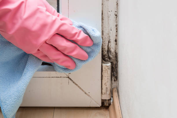 Best Office Mold Removal Services  in Daleville, IN