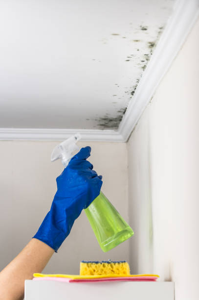 Best Residential Mold Removal  in Daleville, IN